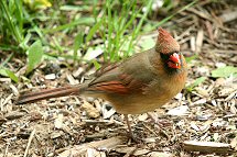 Cardinal rouge femelle, photo: © Pascale Piché 2005